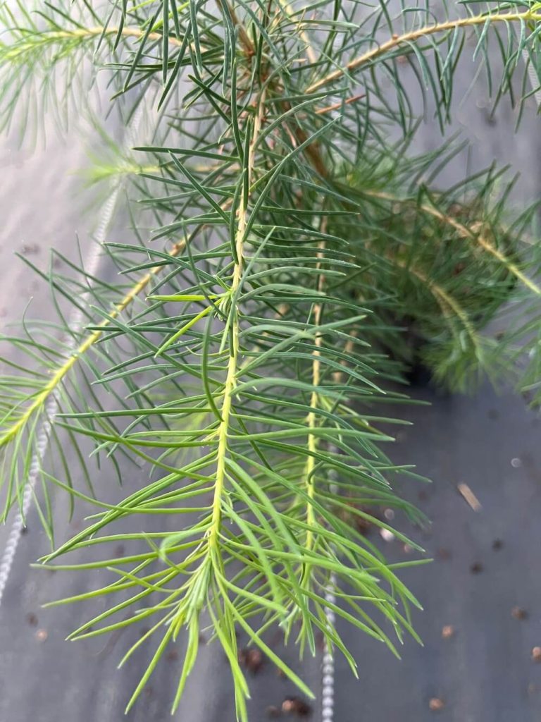 Лиственница Европейская – Larix decidua