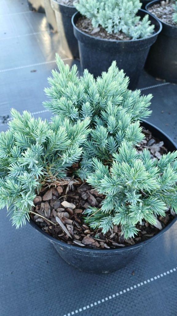 Можжевельник чешуйчатый 'Блю Стар' – Juniperus squamata 'Blue Star'