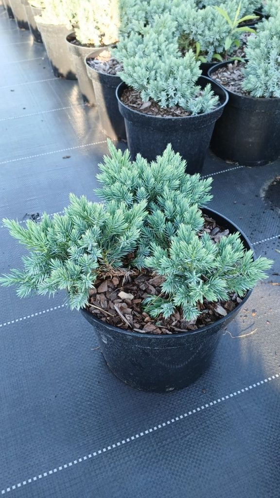 Можжевельник чешуйчатый 'Блю Стар' – Juniperus squamata 'Blue Star'