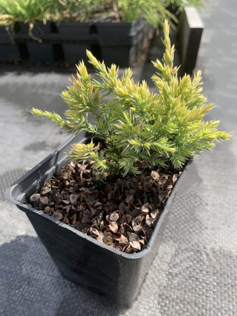 Можжевельник чешуйчатый 'Дрим Джой' – Juniperus squamata 'Dream Joy'