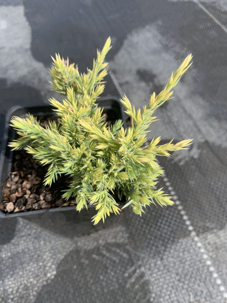 Можжевельник чешуйчатый 'Дрим Джой' – Juniperus squamata 'Dream Joy'