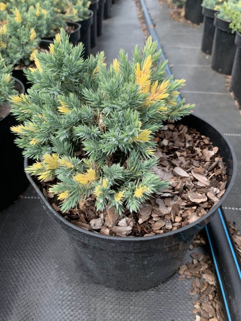 Можжевельник чешуйчатый 'Флореант' – Juniperus squamata 'Floreant'