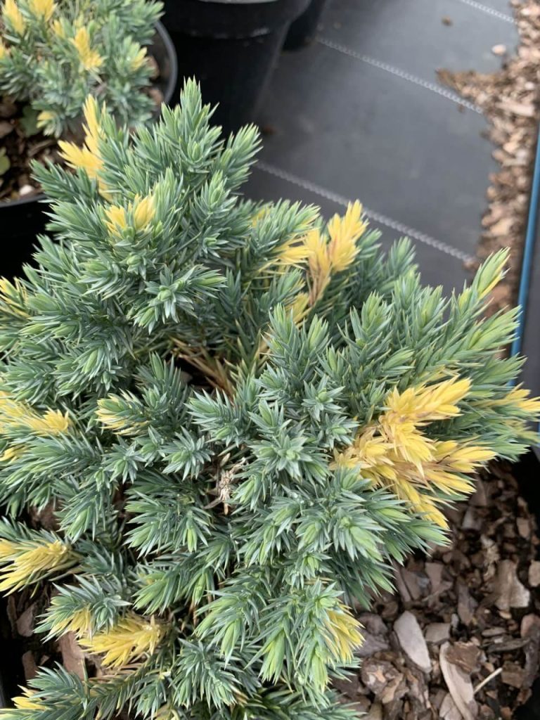 Можжевельник чешуйчатый 'Флореант' – Juniperus squamata 'Floreant'