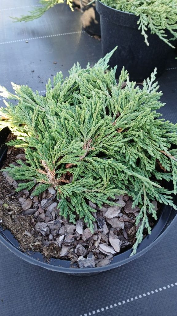 Можжевельник горизонтальный 'Панкейк' – Juniperus horizontalis 'Pancake'