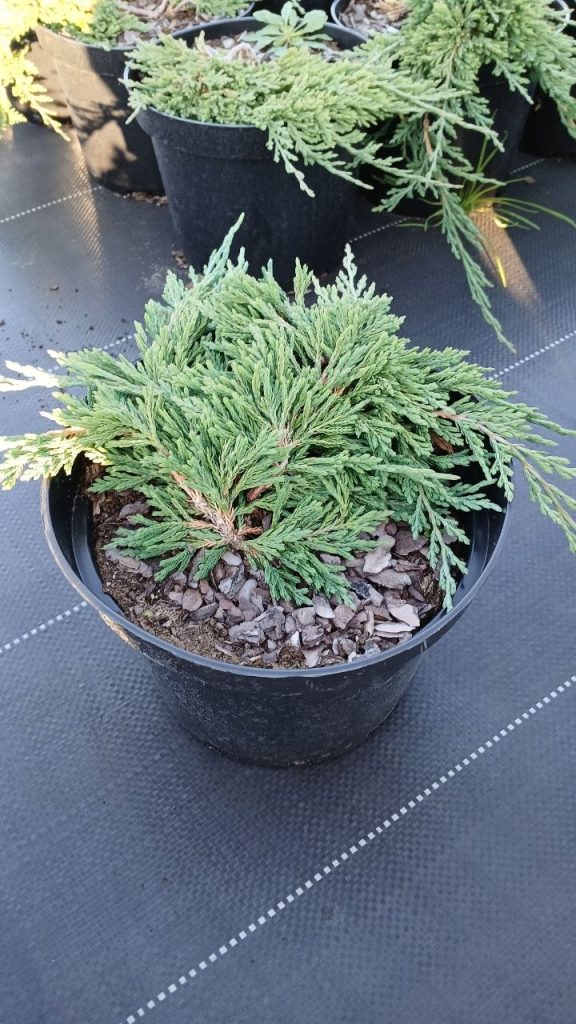 Можжевельник горизонтальный 'Панкейк' – Juniperus horizontalis 'Pancake'