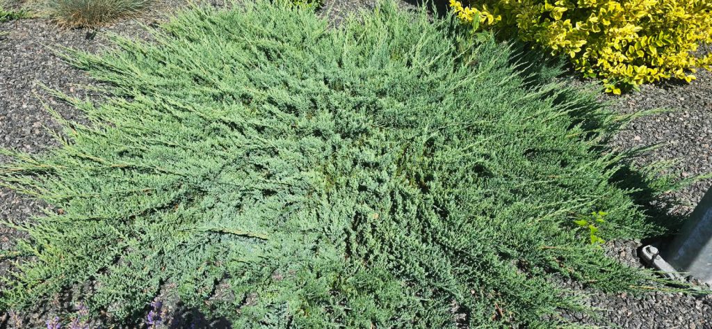 Можжевельник горизонтальный 'Вилтони' – Juniperus horyzontalis 'Wiltonii'