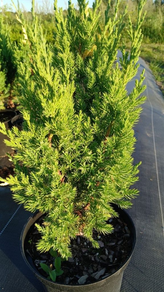 Можжевельник китайский 'Стрикта Ауреа' – Juniperus chin. 'Stricta Aurea'