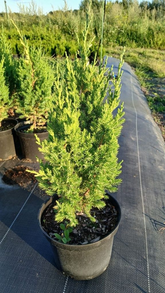 Можжевельник китайский 'Стрикта Ауреа' – Juniperus chin. 'Stricta Aurea'
