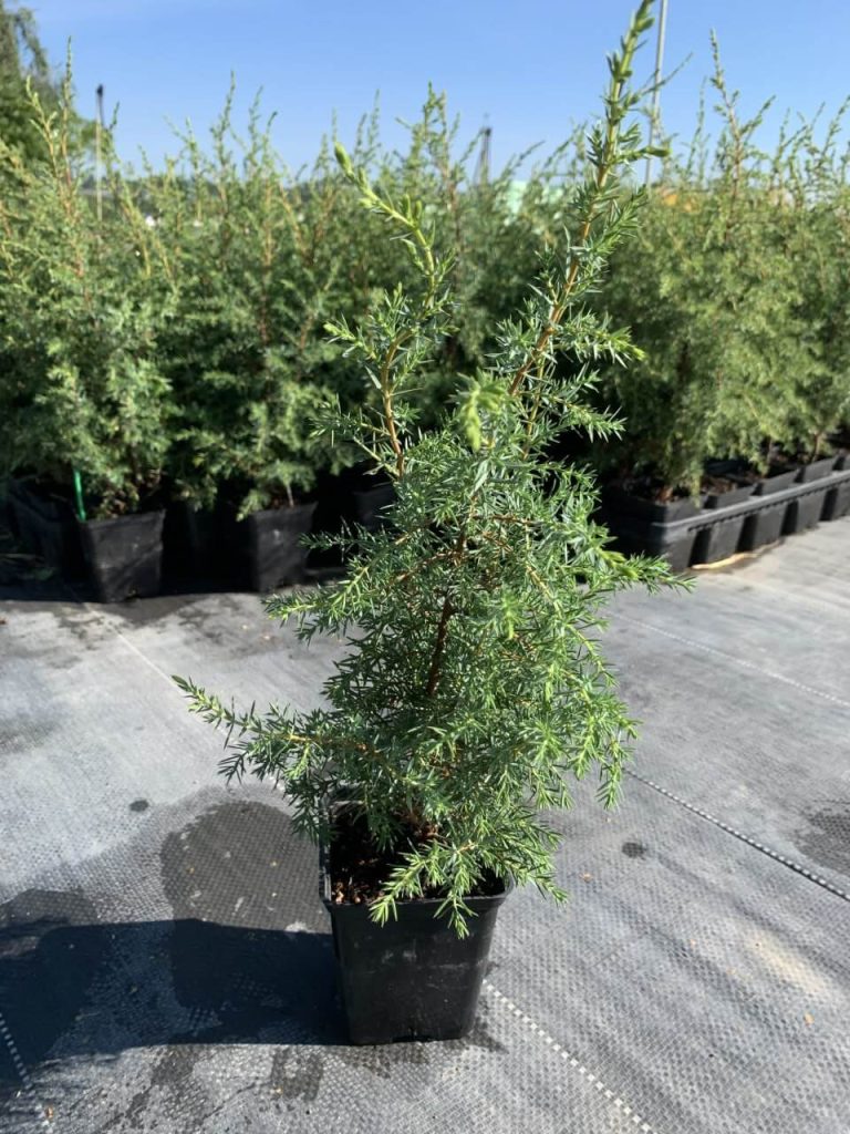 Можжевельник обыкновенный 'Суецика' – Juniperus communis 'Suecica'