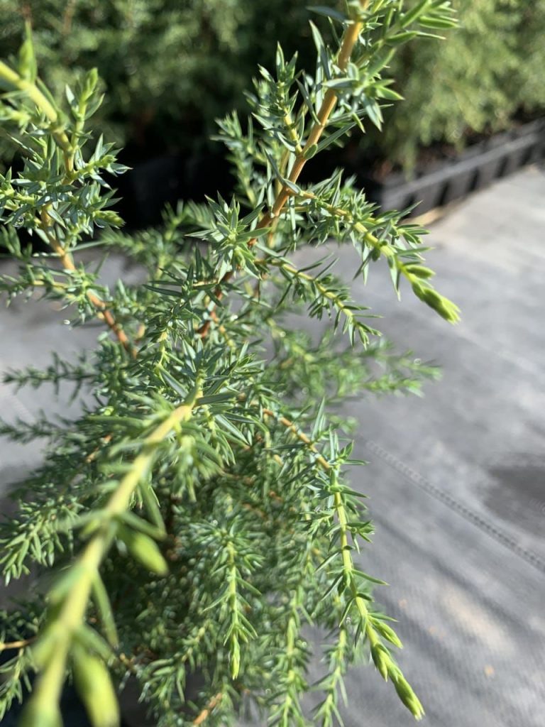 Можжевельник обыкновенный 'Суецика' – Juniperus communis 'Suecica'