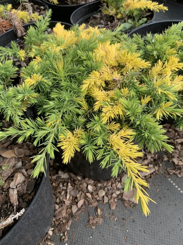 Можжевельник прибрежный 'Голден Вингс' – Juniperus conferta 'Golden Wings'