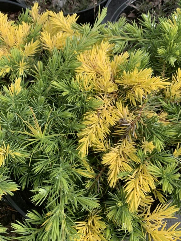 Можжевельник прибрежный 'Голден Вингс' – Juniperus conferta 'Golden Wings'