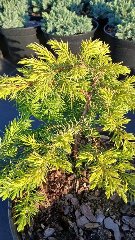 Можжевельник прибрежный 'Санфлауэр' – Juniperus conferta 'Sunflower'