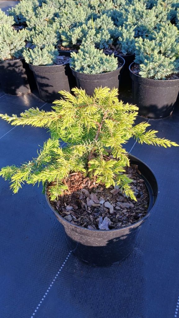 Можжевельник прибрежный 'Санфлауэр' – Juniperus conferta 'Sunflower'