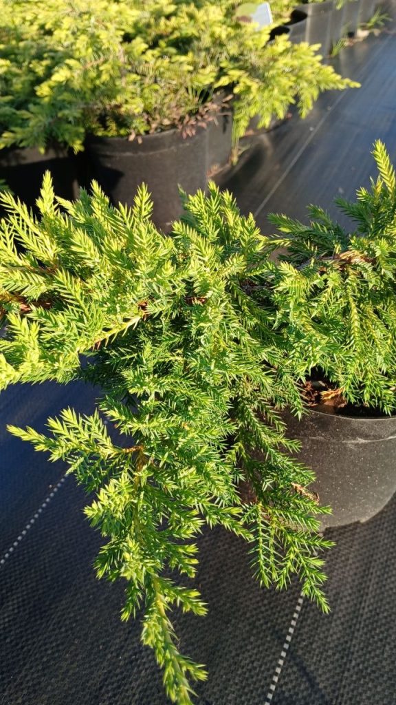 Можжевельник средний 'Блю энд Голд' – Juniperus pf. 'Blue and Gold'