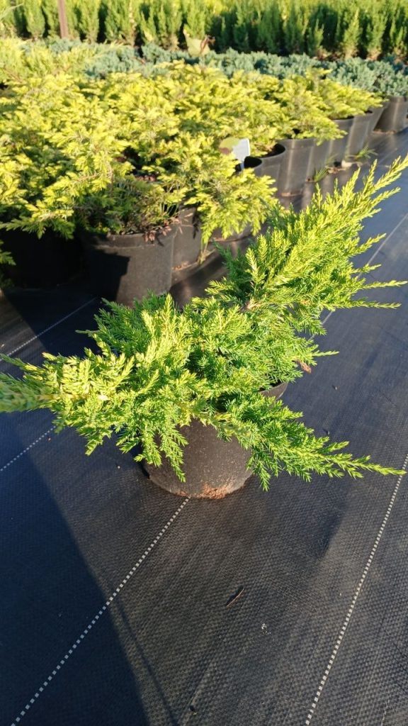 Можжевельник средний 'Блю энд Голд' – Juniperus pf. 'Blue and Gold'