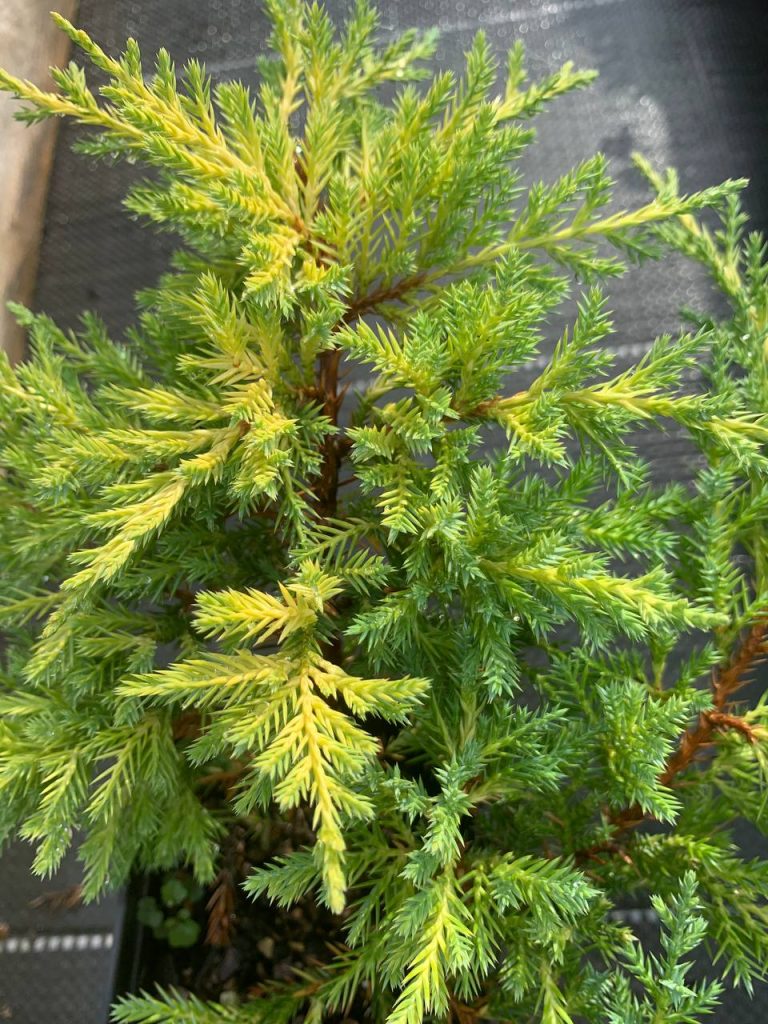 Можжевельник средний 'Мордиган Голд' – Juniperus pf. 'Mordigan Gold'