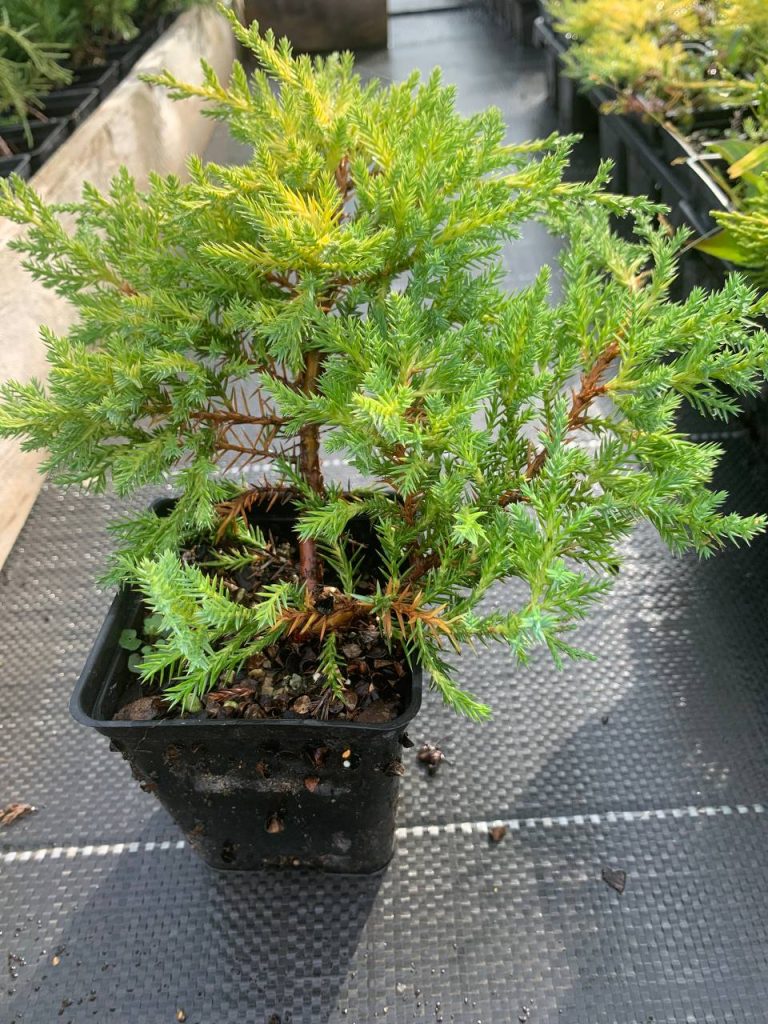 Можжевельник средний 'Мордиган Голд' – Juniperus pf. 'Mordigan Gold'