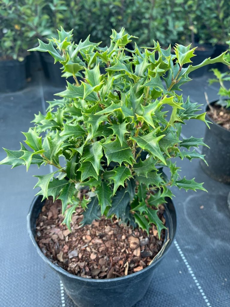 Османтус разнолистный 'Галфтайд' – Osmanthus heterophyllus 'Gulftide'