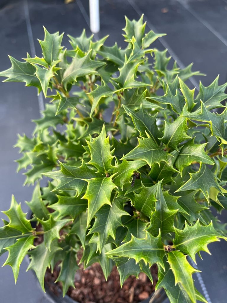 Османтус разнолистный 'Галфтайд' – Osmanthus heterophyllus 'Gulftide'