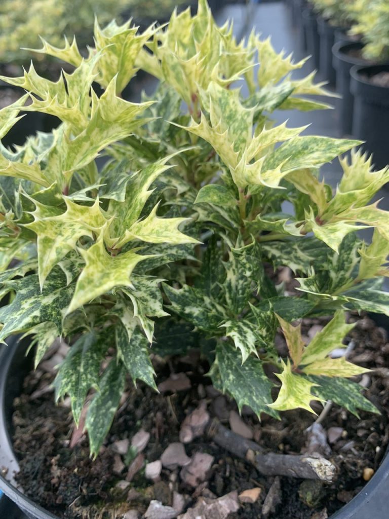 Османтус разнолистный 'Гошики' – Osmanthus heter. 'Goshiki'