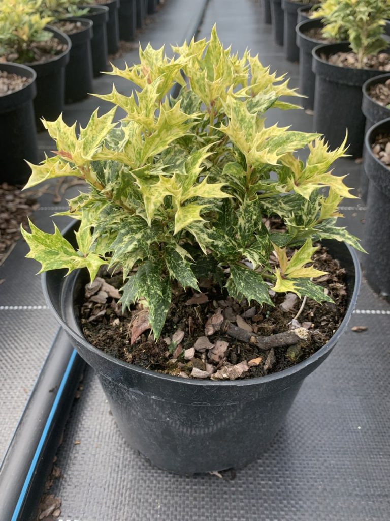 Османтус разнолистный 'Гошики' – Osmanthus heter. 'Goshiki'