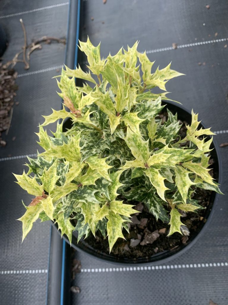 Османтус разнолистный 'Гошики' – Osmanthus heter. 'Goshiki'