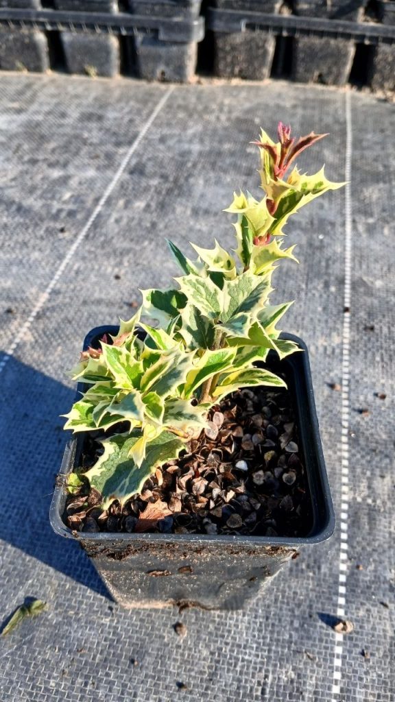 Османтус разнолистный 'Вариегатус' – Osmanthus heter. 'Variegatus'