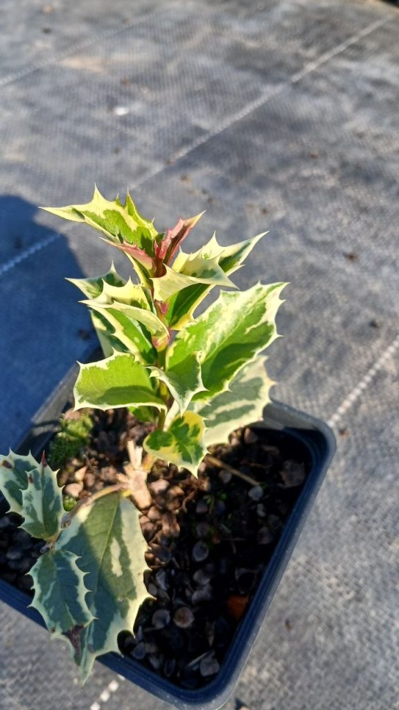 Османтус разнолистный 'Вариегатус' – Osmanthus heter. 'Variegatus'