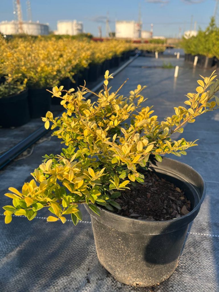 Падуб городчатый 'Голден Джем' – Ilex crenata 'Golden Gem'
