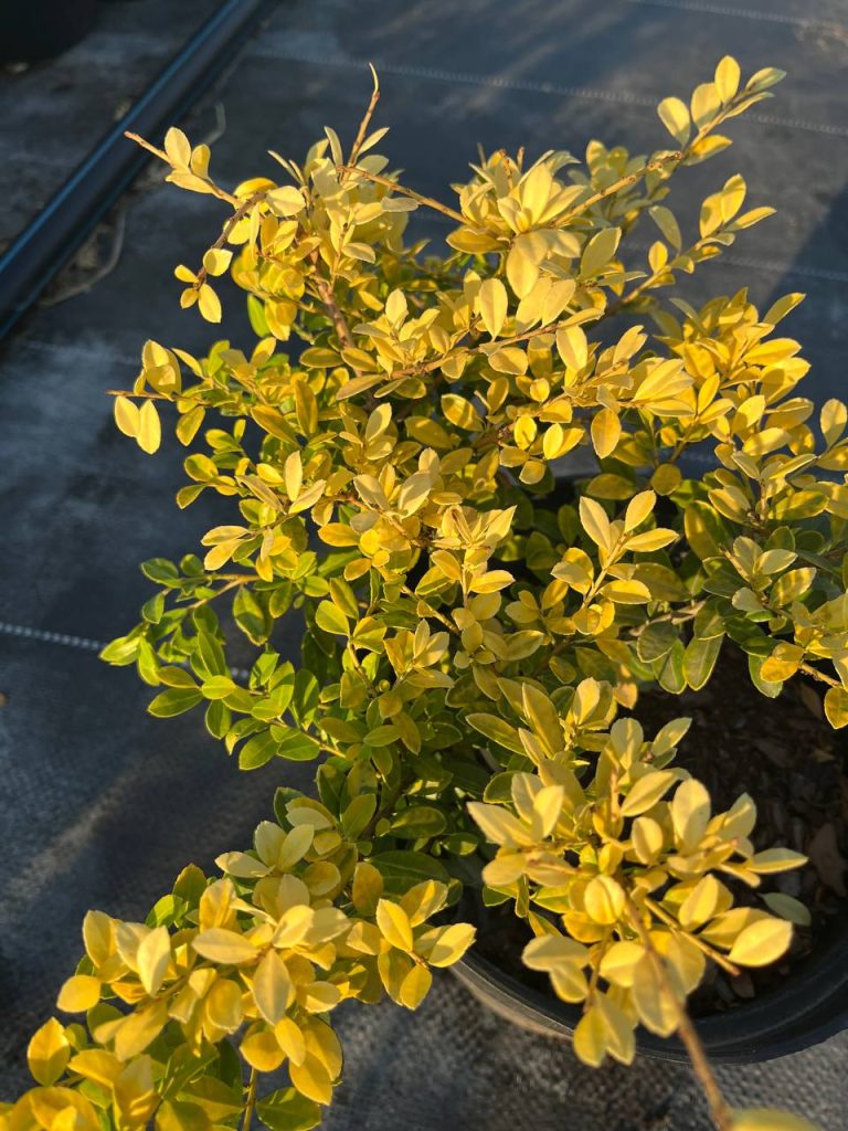 Падуб городчатый 'Голден Джем' – Ilex crenata 'Golden Gem'