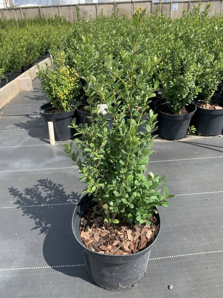Падуб городчатый 'Каролина Аптрайт' – Ilex crenata 'Caroline Upright'