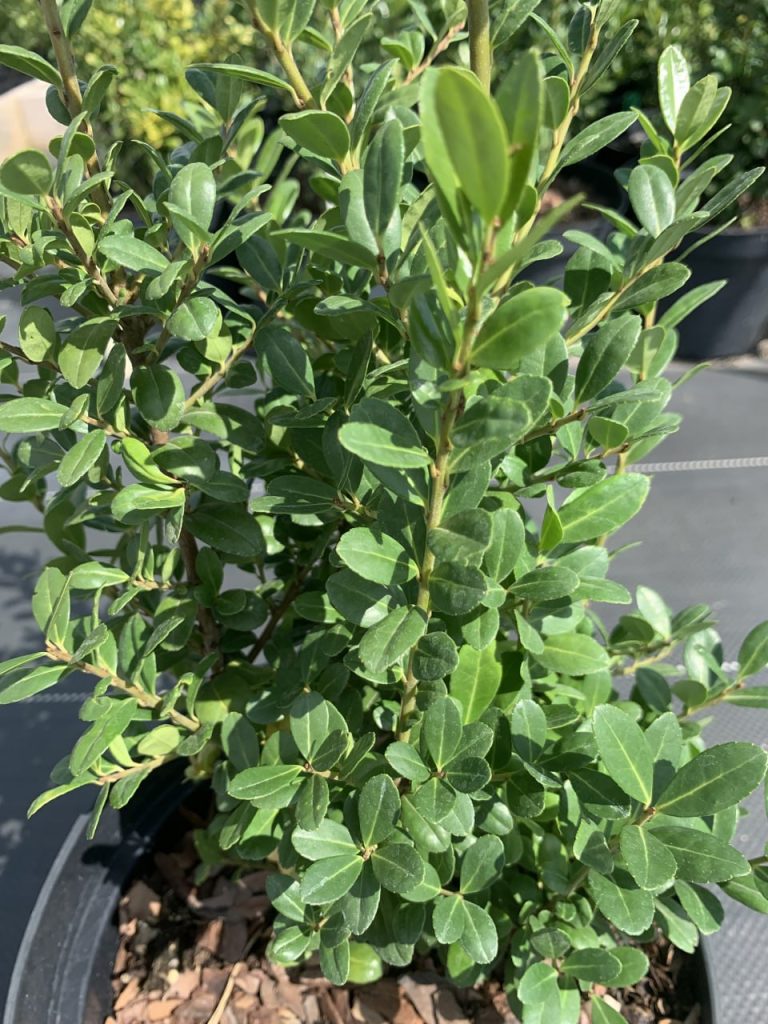 Падуб городчатый 'Каролина Аптрайт' – Ilex crenata 'Caroline Upright'