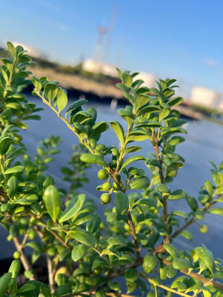 Падуб городчатый 'Конвекса' – Ilex crenata 'Convexa'