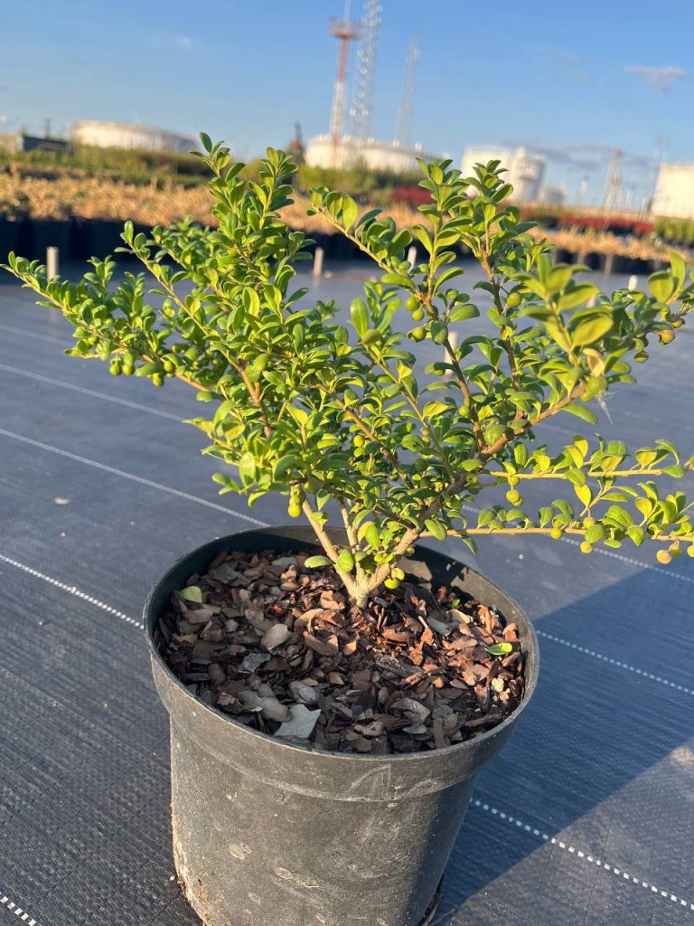 Падуб городчатый 'Конвекса' – Ilex crenata 'Convexa'