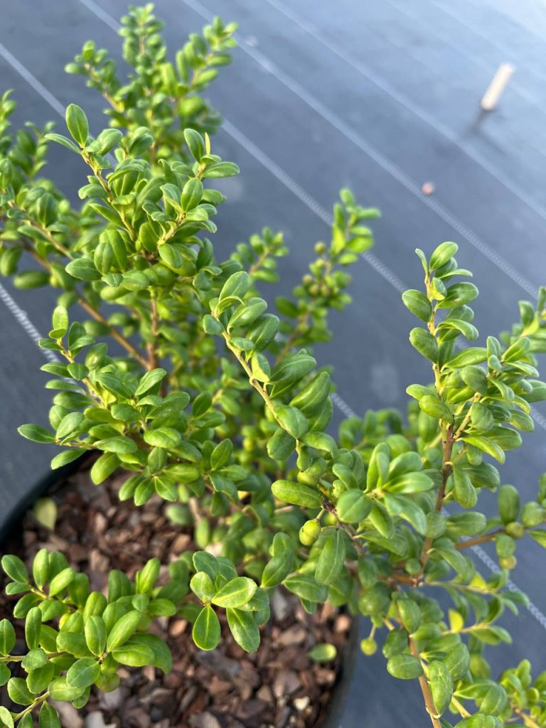 Падуб городчатый 'Конвекса' – Ilex crenata 'Convexa'
