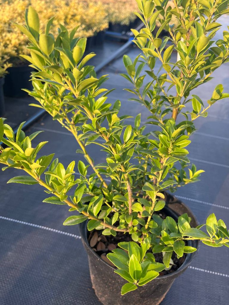 Падуб Максимовича 'Канехира' – Ilex maximowicziana 'Kanehirae'
