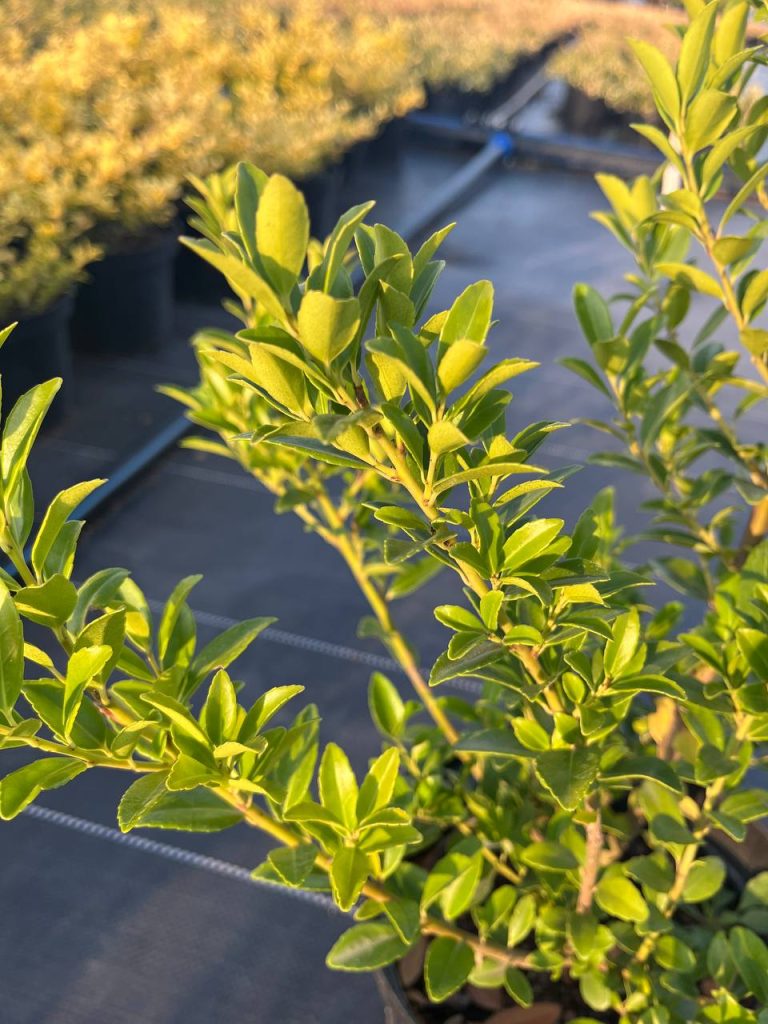 Падуб Максимовича 'Канехира' – Ilex maximowicziana 'Kanehirae'