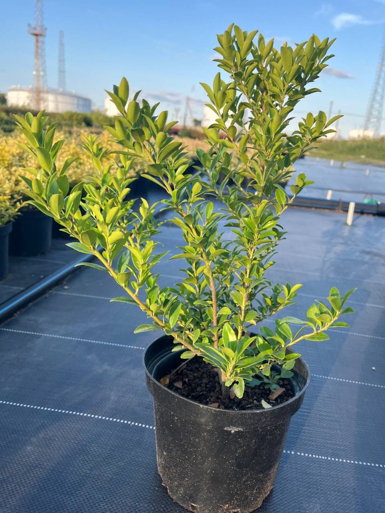 Падуб Максимовича 'Канехира' – Ilex maximowicziana 'Kanehirae'