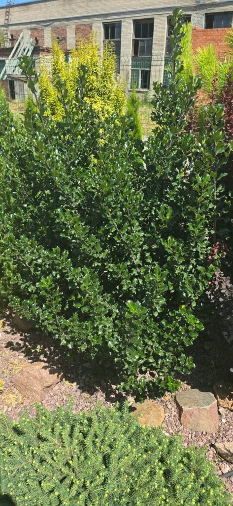 Падуб Мезерва 'Блю Энджел' – Ilex meserveae 'Blue Angel'