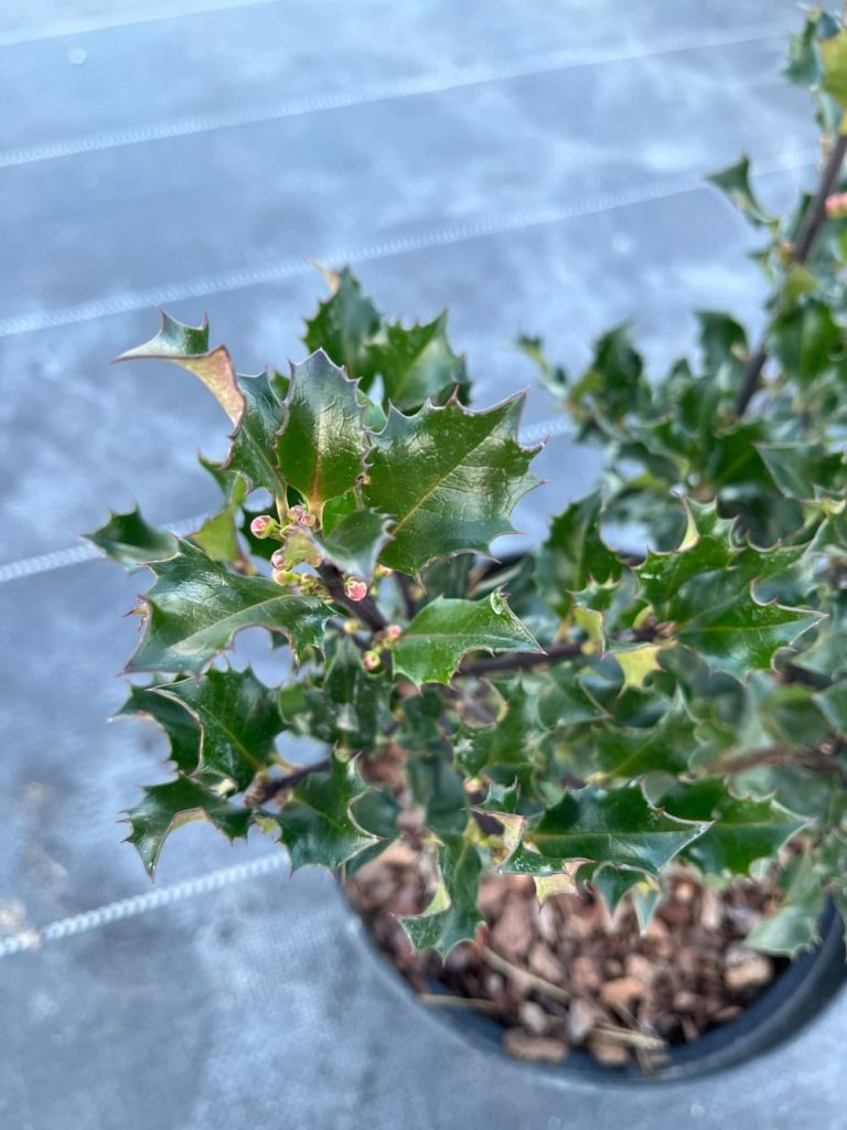 Падуб Мезерва 'Блю Энджел' – Ilex meserveae 'Blue Angel'