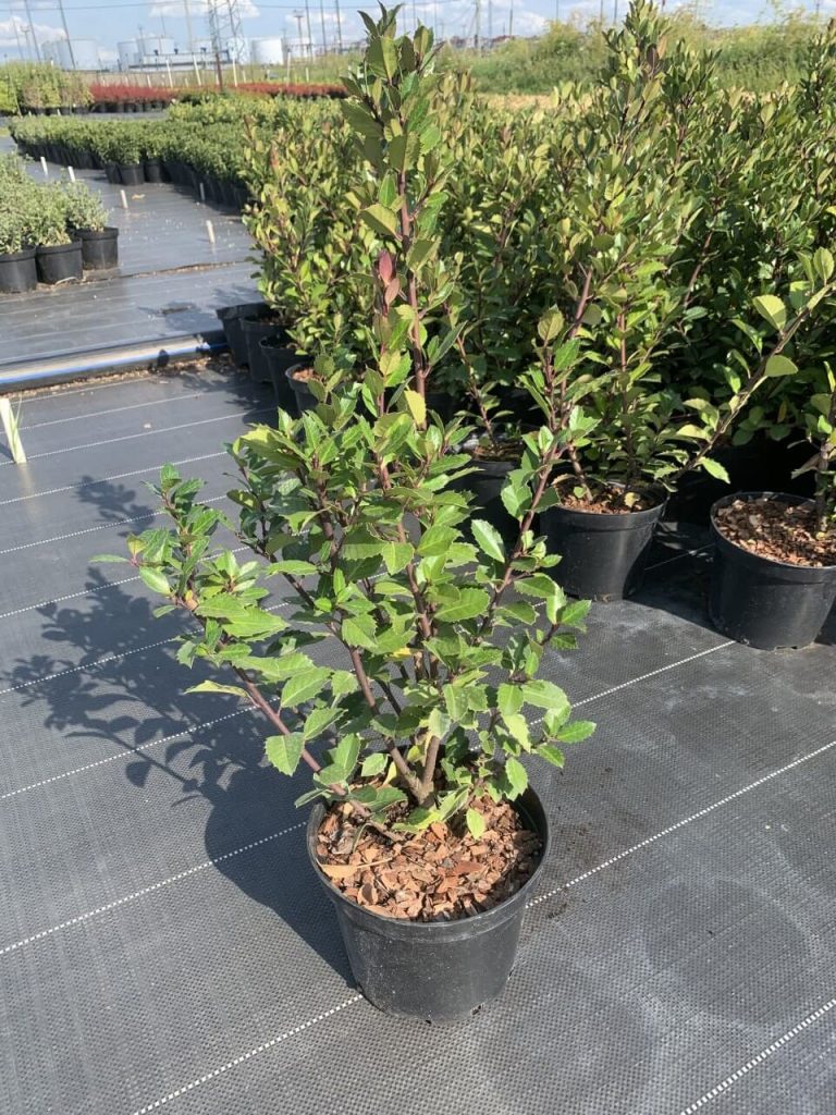 Падуб Мезерва 'Хекенблау' – Ilex meserveae 'Heckenblau'