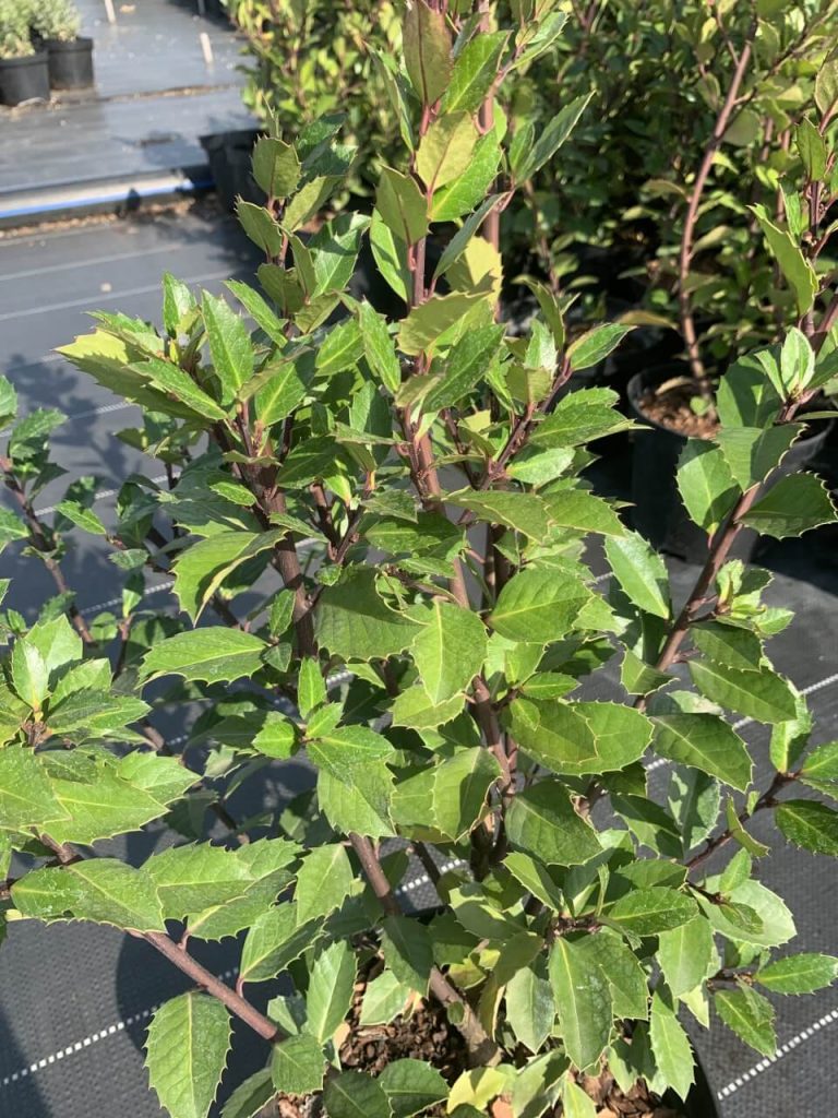 Падуб Мезерва 'Хекенблау' – Ilex meserveae 'Heckenblau'