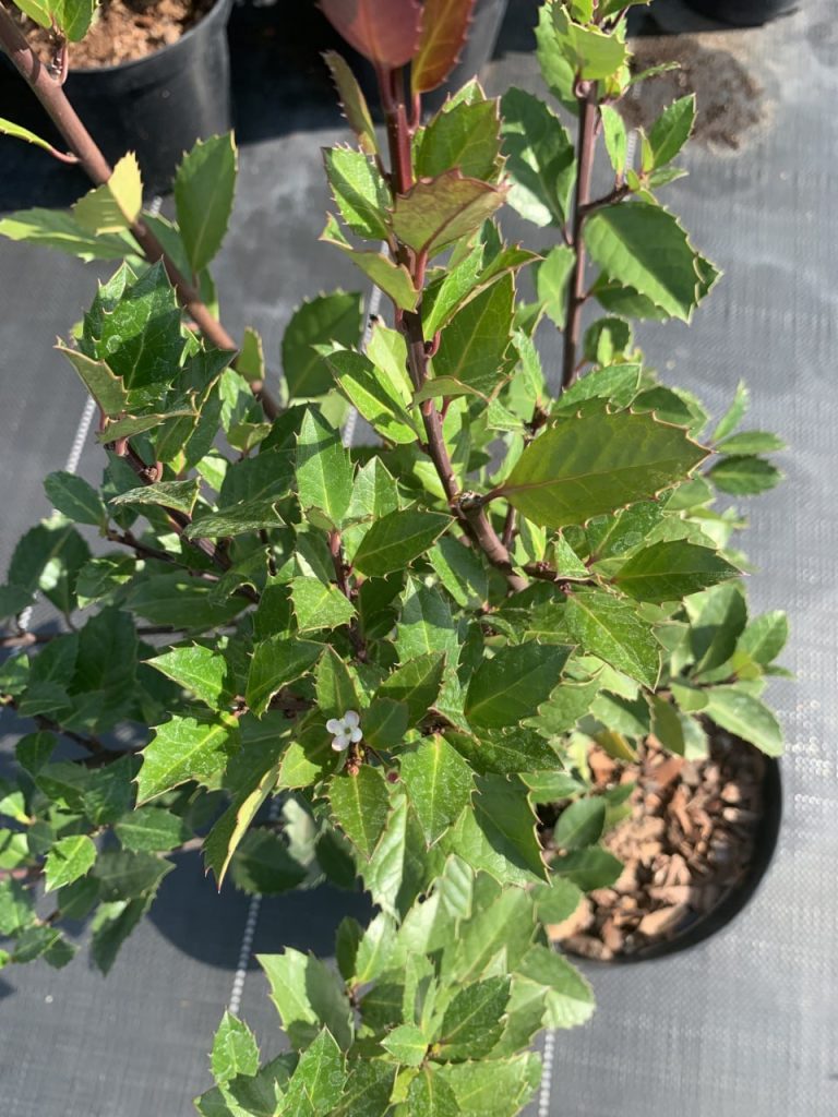 Падуб Мезерва 'Хекенблау' – Ilex meserveae 'Heckenblau'