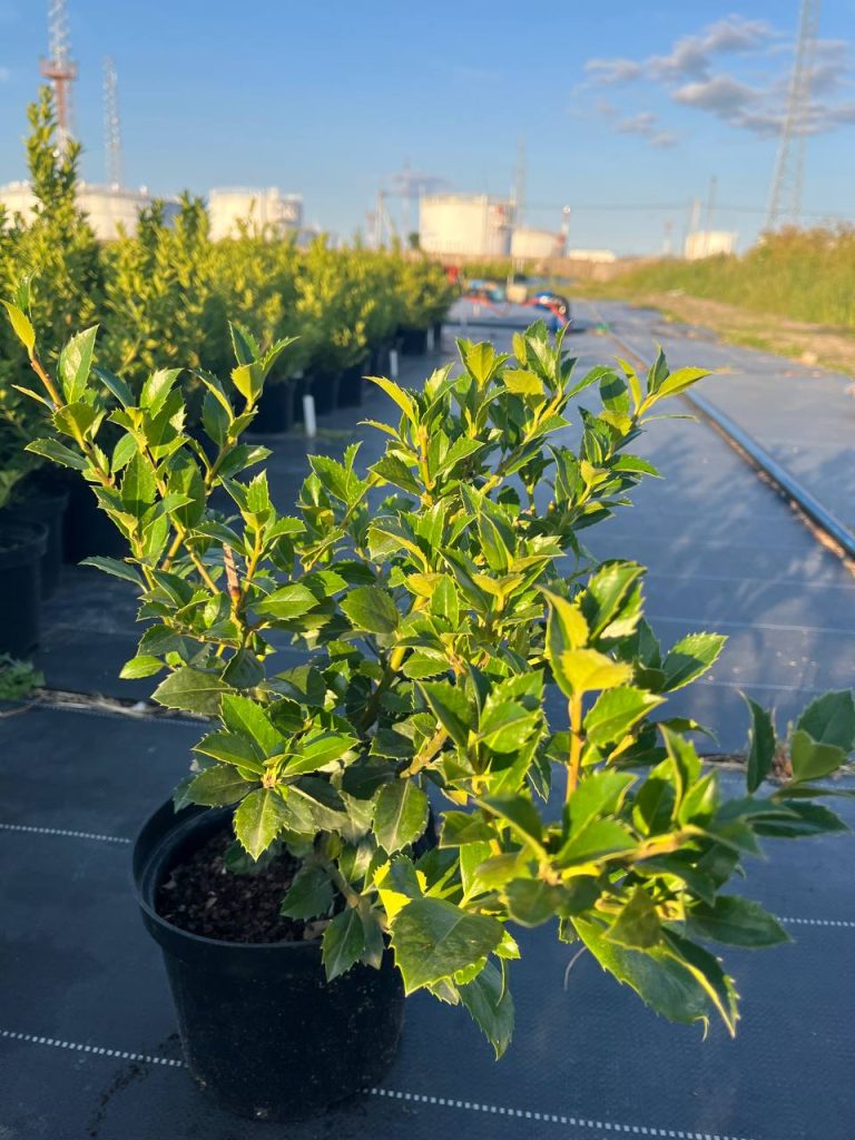 Падуб Мезерва 'Хекенфи' – Ilex × meserveae 'Heckenfee'