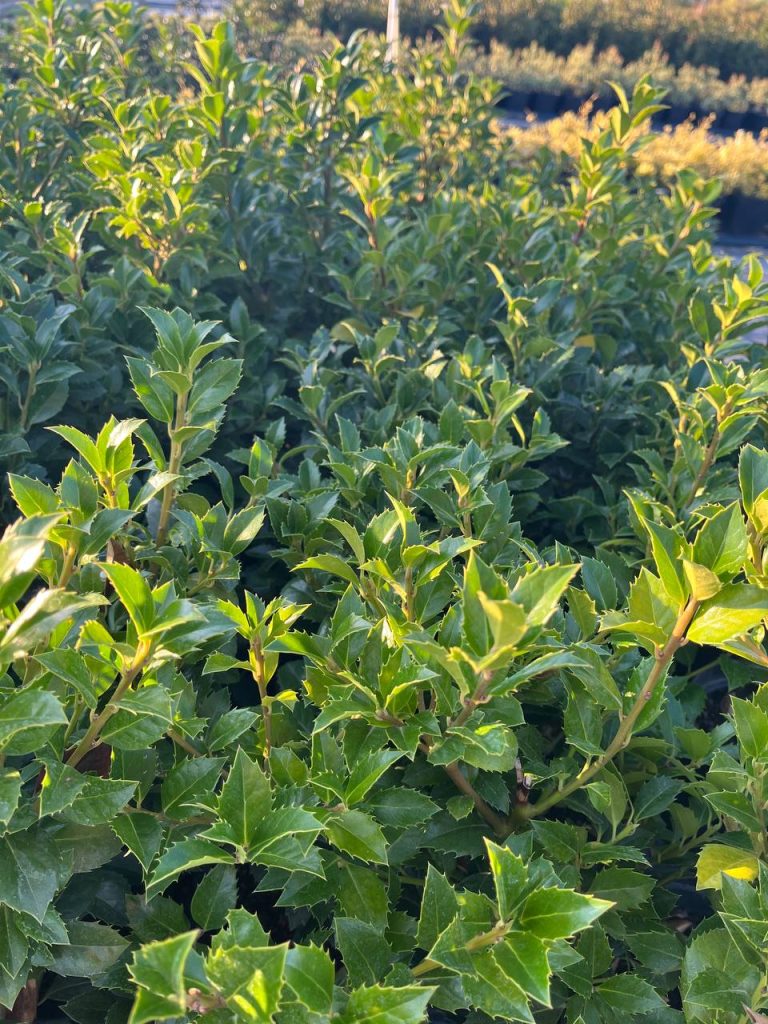 Падуб Мезерва 'Хекенфи' – Ilex × meserveae 'Heckenfee'