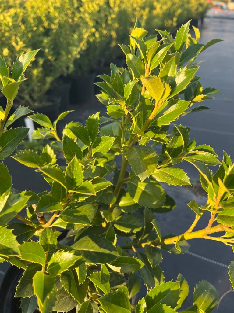Падуб Мезерва 'Хекенфи' – Ilex × meserveae 'Heckenfee'