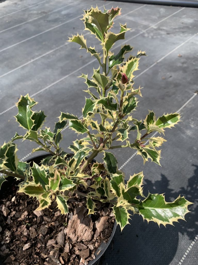 Падуб остролистный 'Сильвер Квин' – Ilex aq. 'Silver Queen'