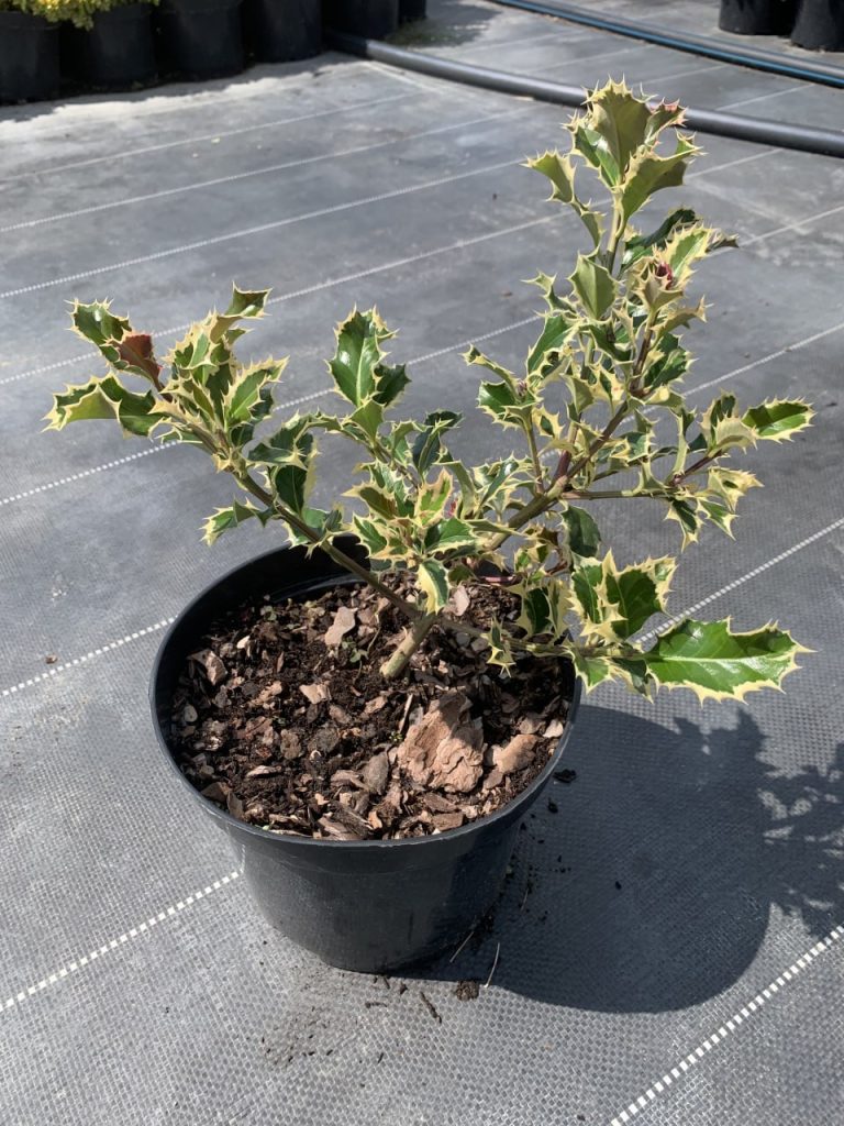 Падуб остролистный 'Сильвер Квин' – Ilex aq. 'Silver Queen'