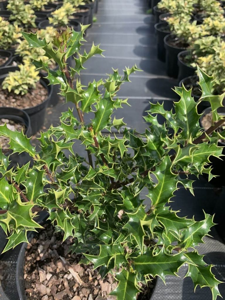 Падуб остролистный – Ilex aquifolium